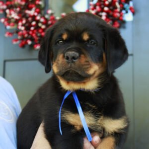 DKV Rottweilers Reviews - Scott Smith Trusted DKV Rottweilers Five Star Reviews and Testimonials