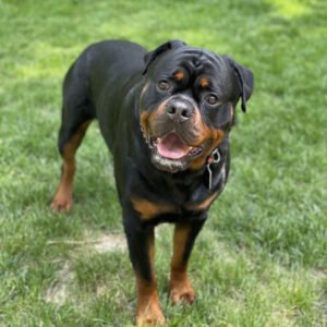DKV Rottweilers Reviews - Shereen Waters Trusted DKV Rottweilers Five Star Reviews and Testimonials