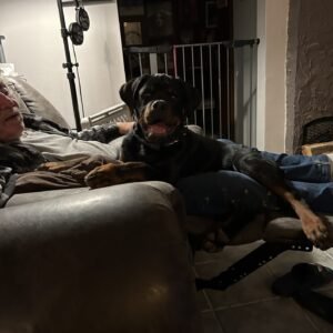 DKV Rottweilers Reviews - Sonja Schmidt Trusted DKV Rottweilers Five Star Reviews and Testimonials