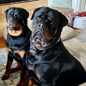 DKV Rottweilers Reviews - Stephanie Hartzog Trusted DKV Rottweilers Five Star Reviews and Testimonials