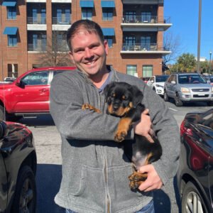 DKV Rottweilers Reviews - Tyler Dillaman Trusted DKV Rottweilers Five Star Reviews and Testimonials