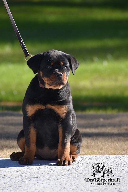 Nora Von Der Korperkraft - 12 wk (4)sm German-Rottweiler-Puppy-For-Sale-Nora-Von-Der-Korperkraft
