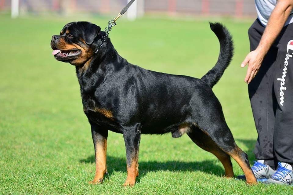 Rolex Von Hause Pista (4)